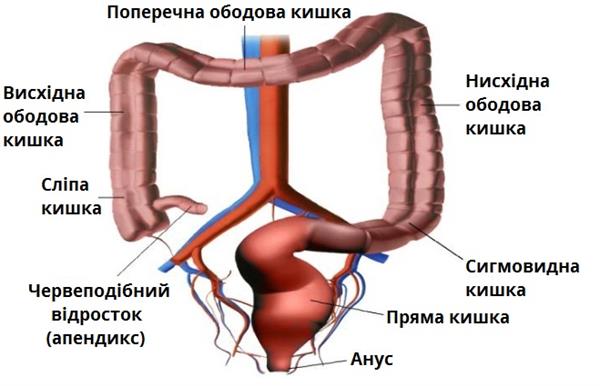 товстий кишечник.jpg