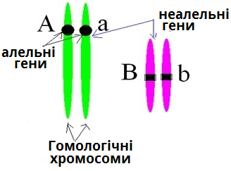 гомологічні хромосоми.png