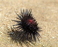 морський їжак.jpg