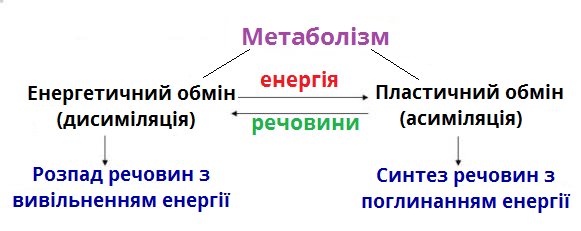 метаболізм.png