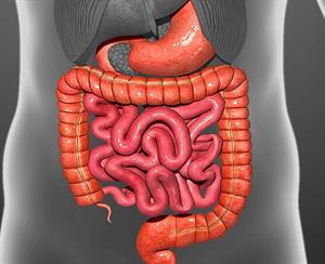 кишечник2.jpg