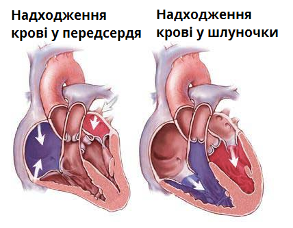 будова серця2.png