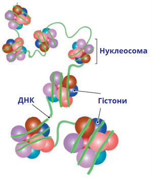 нуклеосома.png