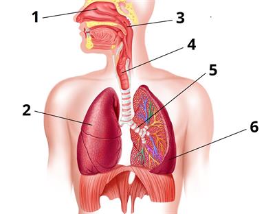 органи дихання_цифри2.jpg