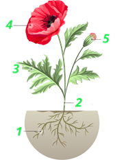 будова рослини.png