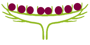 кошик схема6.png