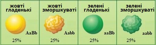 типи_успадкування_горох1.jpg