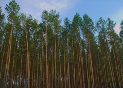 сосни у лісі.jpg