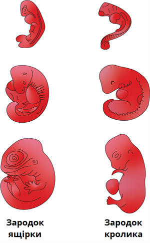 зародки.png