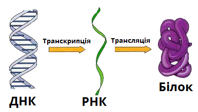 Транскрипція_трансляція.png