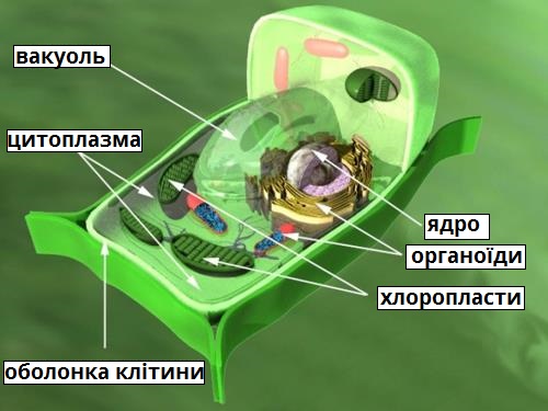 клітина рослин.jpg