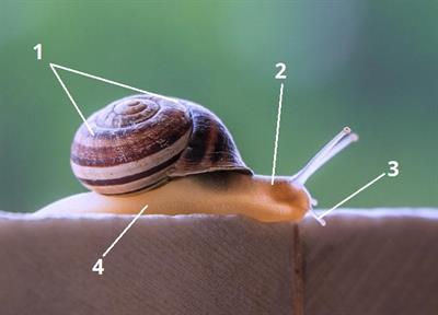 будова равлик6.jpg