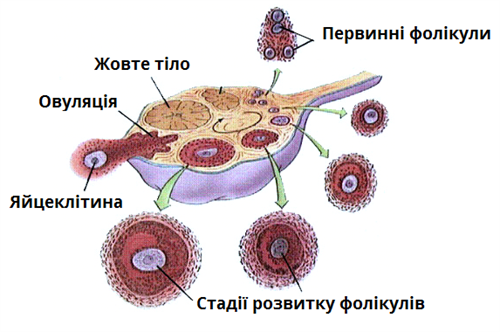 розвиток яйцеклітини.png