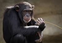 chimpanzee-3703230_1920.jpg