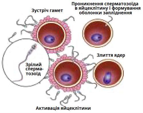 запліднення.png