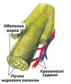 нерв.png