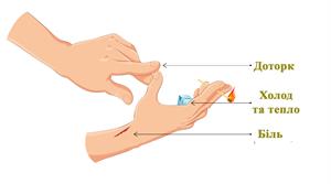 Кожные рецепторы Ресурс 2.jpg