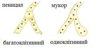 мицелий.png