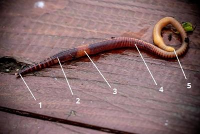 дощовий червяк1 цифри.jpg