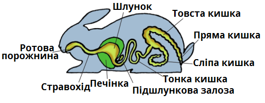 травна система.png