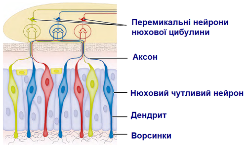 Без іменіюх.png