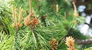 сосна шишка багато.jpg