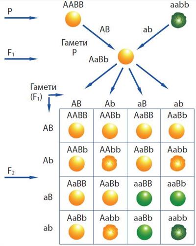 дигібридне горох.jpg