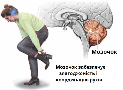 мозочок.jpg