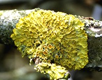 Xanthoria_parietina_LAI_2002-04.jpg