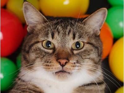 Yarik Cat
