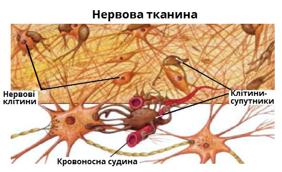 нервова тканина.png