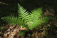 paporot-cholovicha-dryopteris-filix-mas-1.jpg