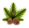 pine-gcfd9d8b20_1920.png