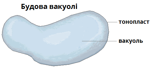 вакуоль.png