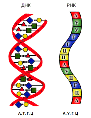 DNK_RNK.png