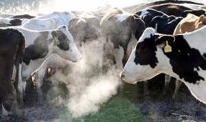 LNS_13-04-2011_EGN_04_Cold morning dairy cows 6_fct500x308x13_t460.jpg