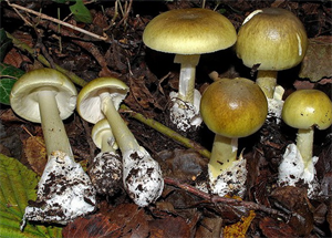 бліда поганка4.png