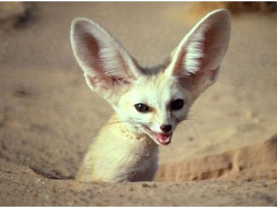 Влад Цаюков