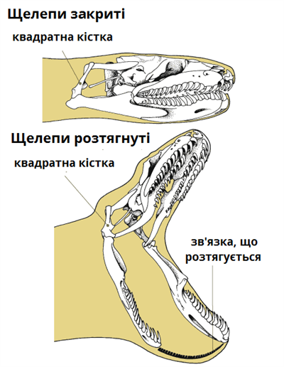Щелепи змій.png