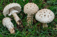 muhomor-vittadini-saproamanita-vittadinii-6.jpg