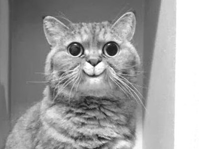 Максим Стельмах