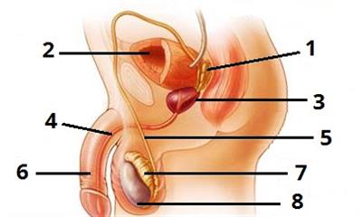 чоловіча статева цифри7.jpg