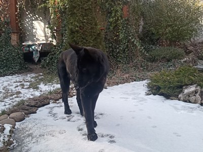 Гліб Сіненко