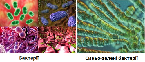 Бактерії.png