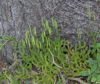 Lycopodium_clavatum.jpg