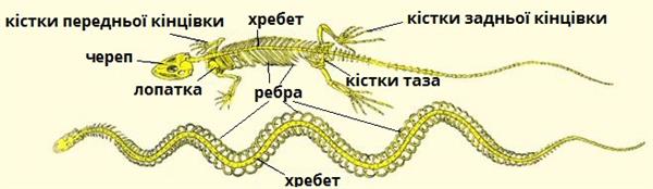 скелет плазунів підписи.jpg