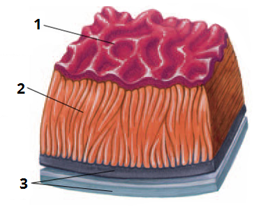 стінка серця цифри.png
