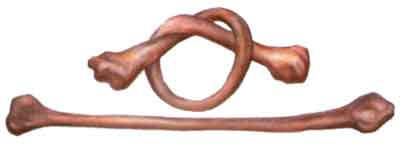 гнучкість кісток.jpg