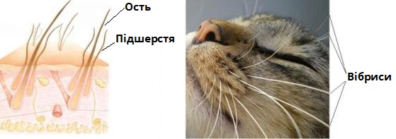 види волося.jpg