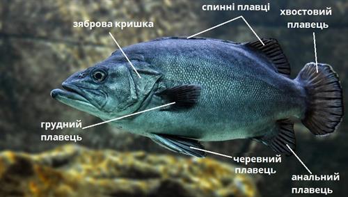 риба_будова тіла плавці.jpg